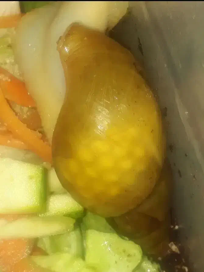 حلزون|خزنده|ساوه, |دیوار