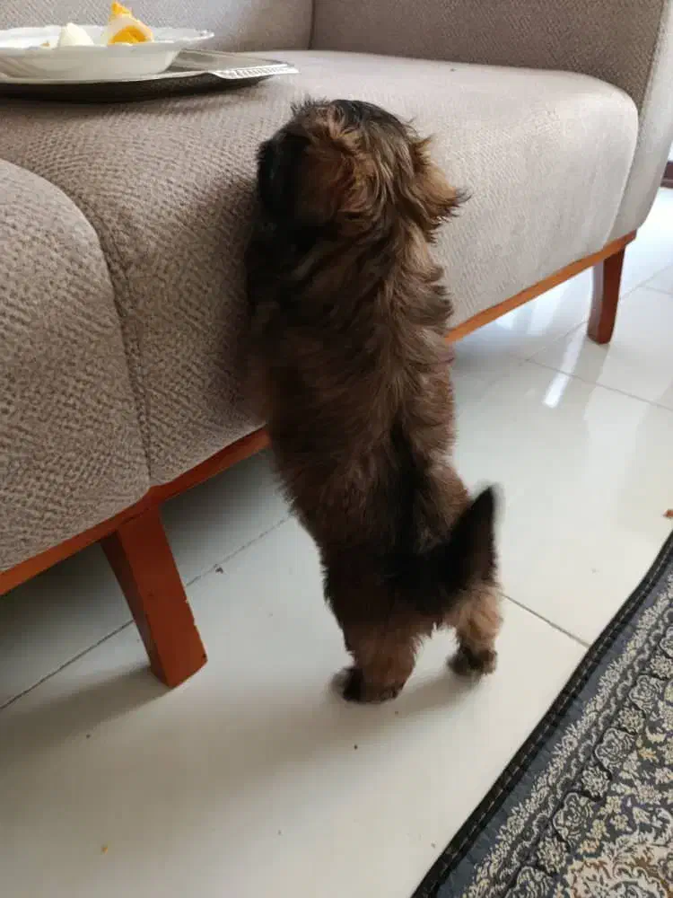 پاپی نژاد مالتیپو|سگ|پرند, فاز ۴|دیوار