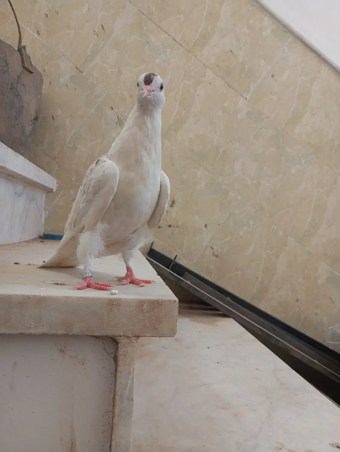 کفتر دستی|پرنده|اردکان, |دیوار