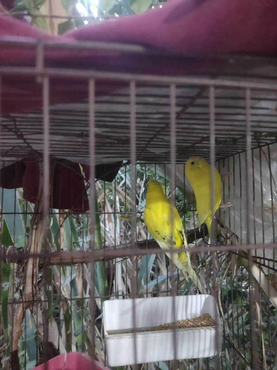 فنچ|پرنده|کرمان, |دیوار