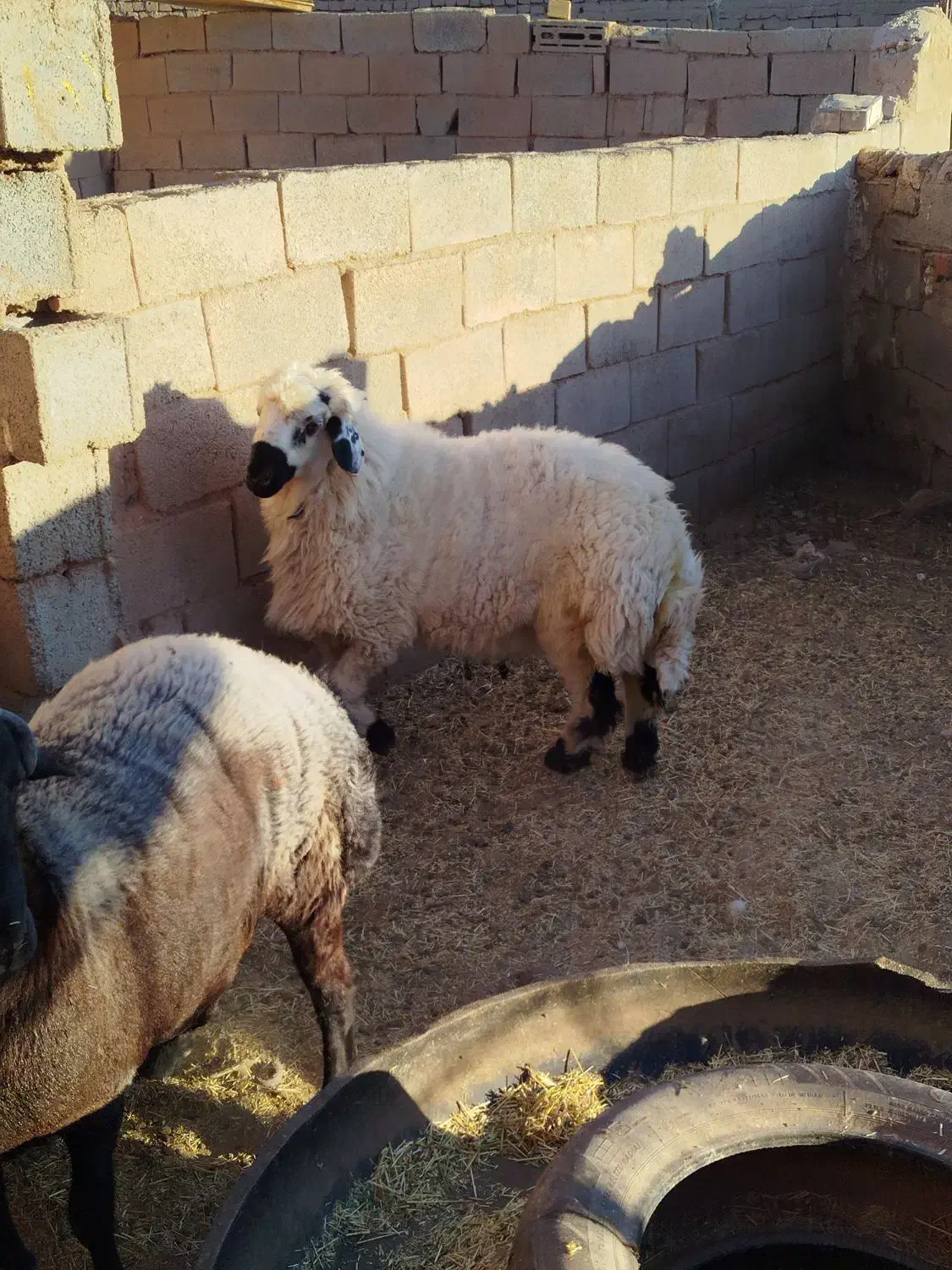 بره نر|حیوانات مزرعه|رفسنجان, |دیوار