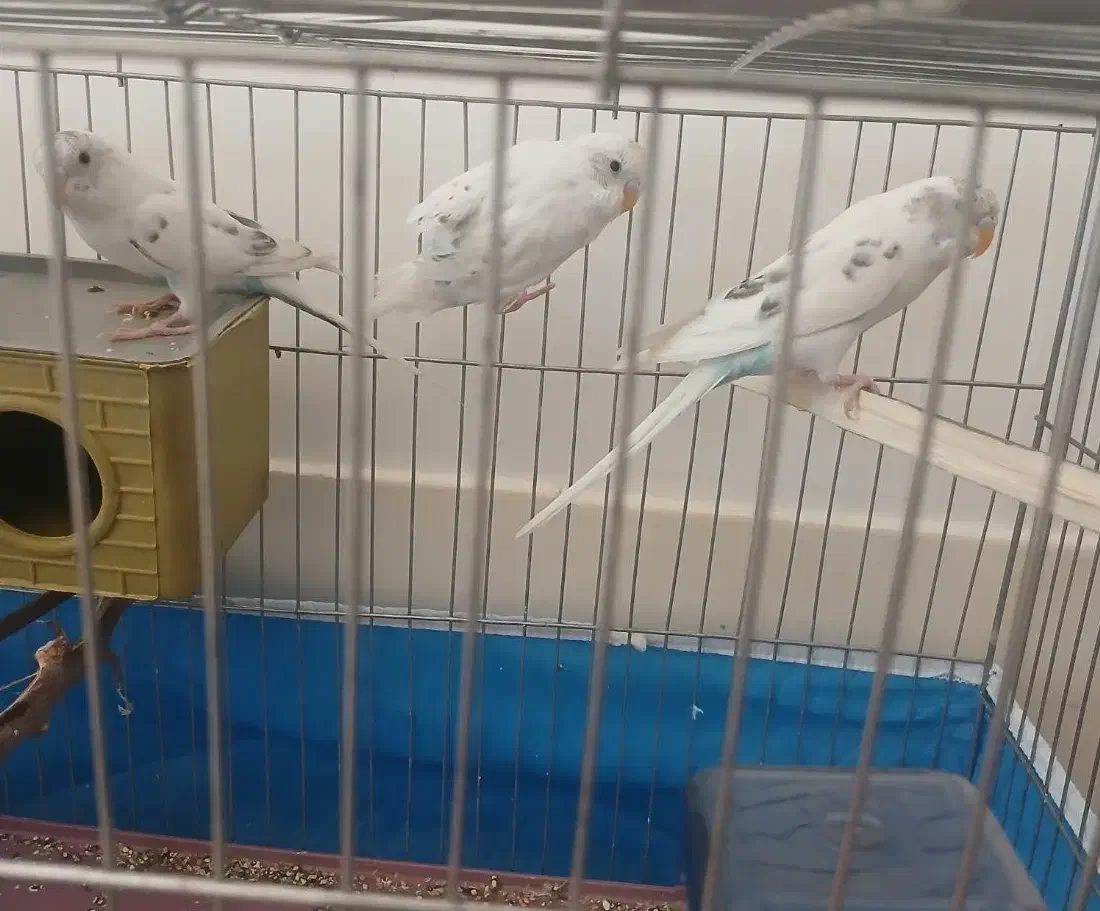 سه عدد مرغ عشق ۴۰۰ تومان|پرنده|شهرضا, |دیوار