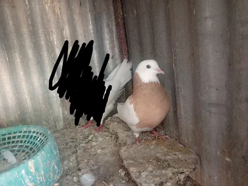 طوقی ماده|پرنده|بم, |دیوار