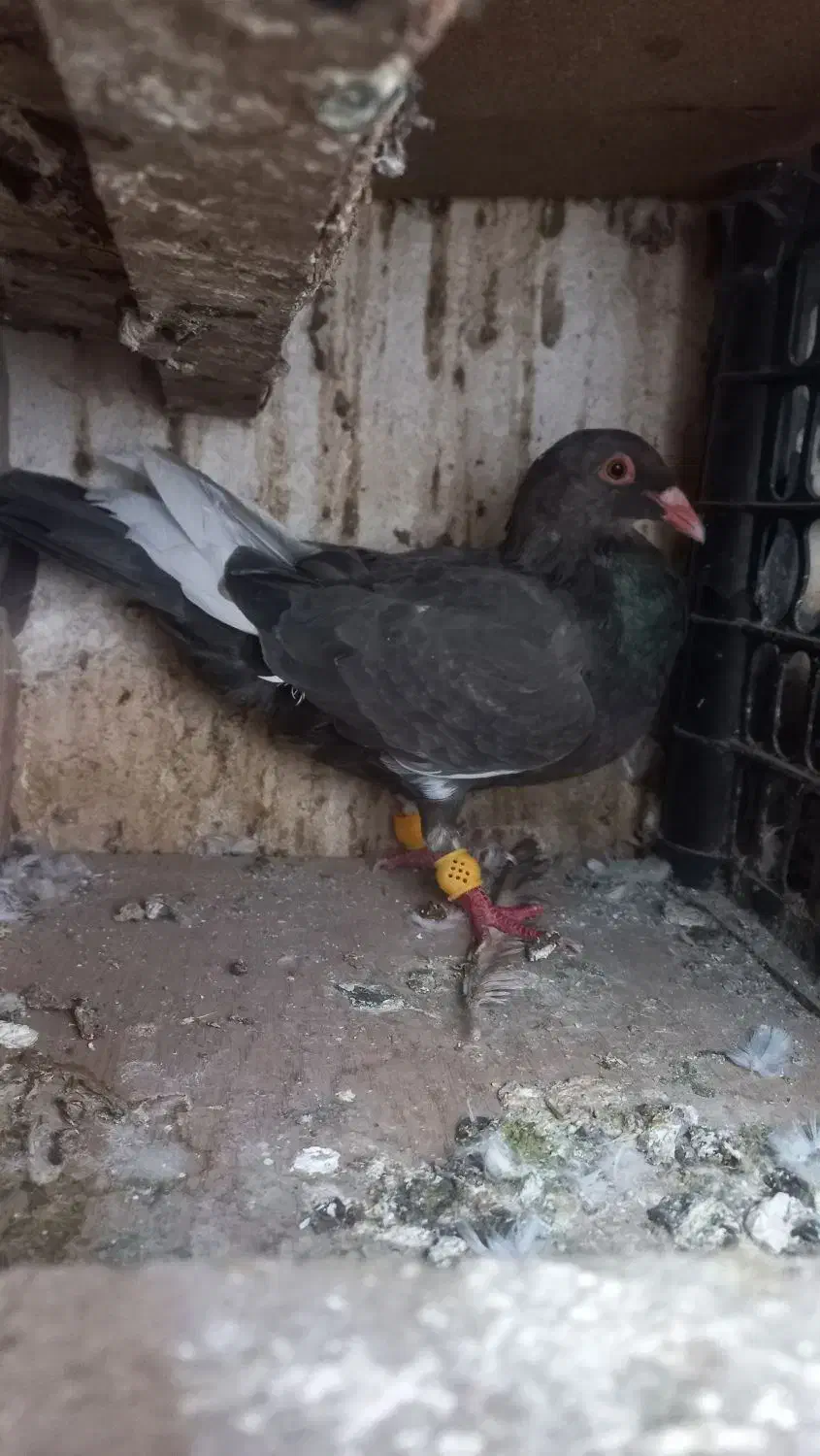 افشون سوسکی کفتر گرفتنی|پرنده|نیشابور, شهرک رضوی|دیوار