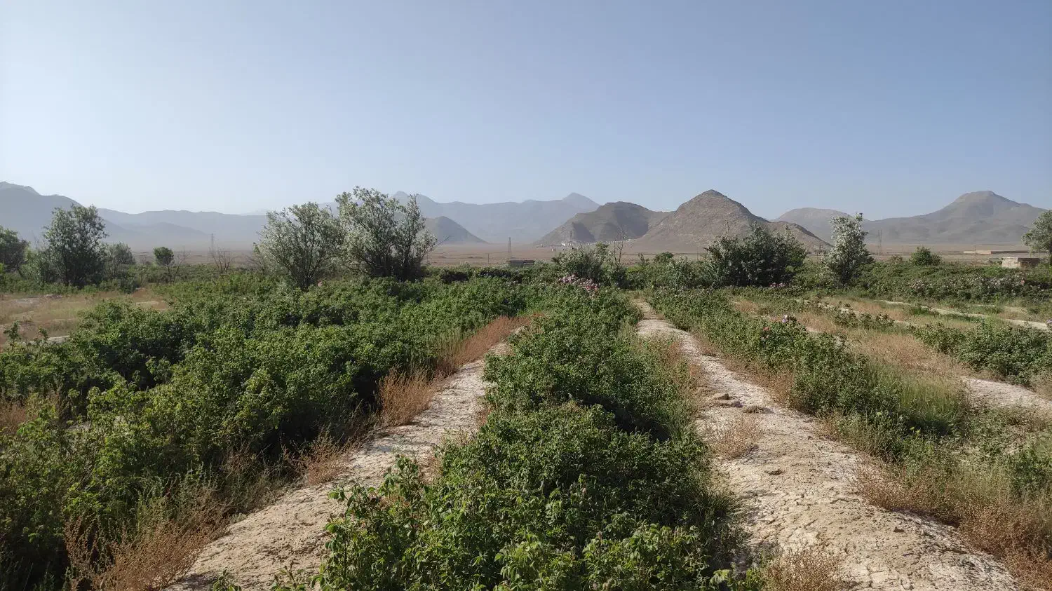 فروش زمین کشاورزی روستای ازوار کاشان|فروش دفتر صنعتی، کشاورزی، تجاری|برزک, |دیوار