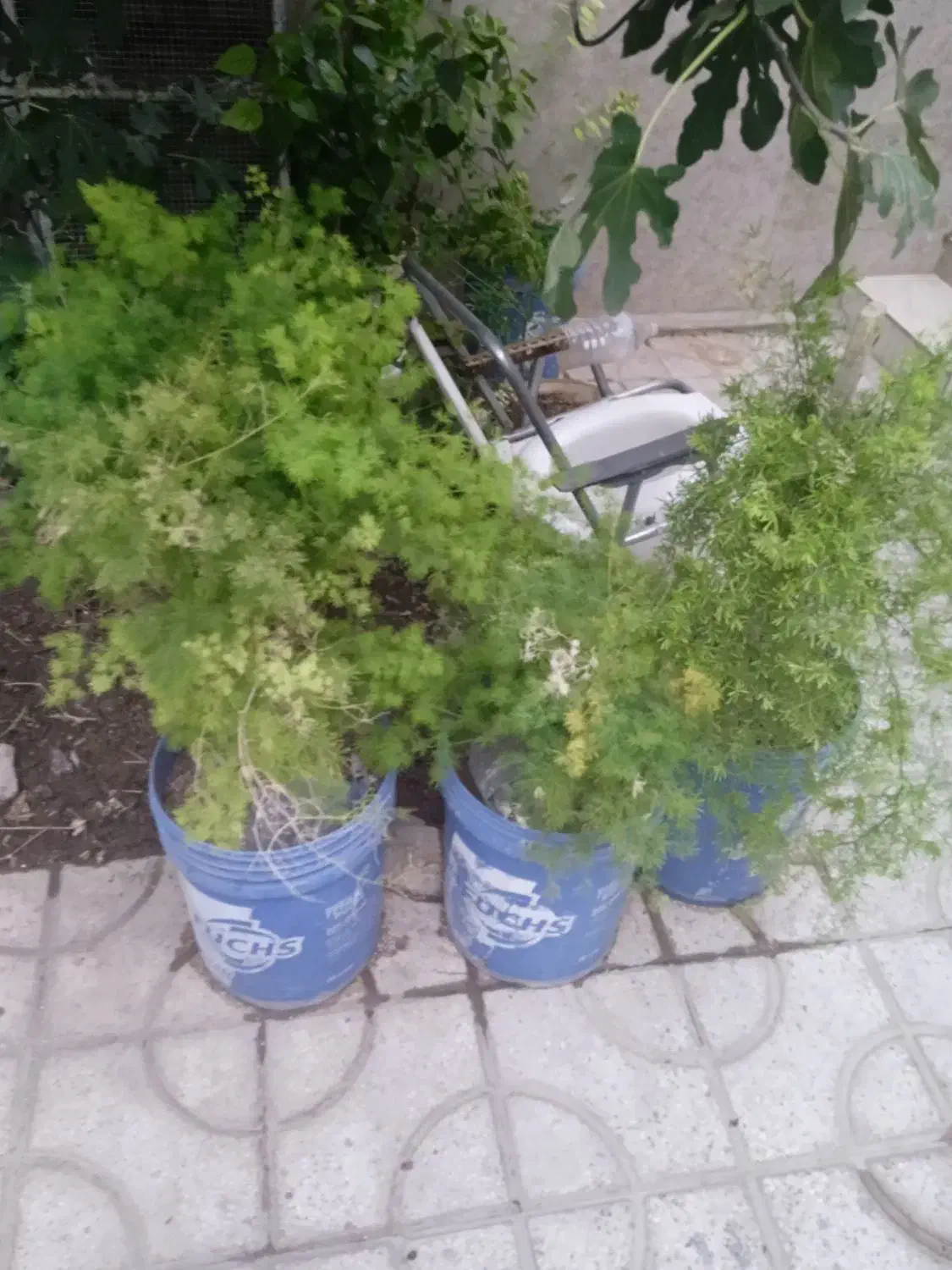 تعداد زیادی گل طبیعی حراج شد با تخفیف|گل و گیاه طبیعی|شیراز, سایت اداری|دیوار