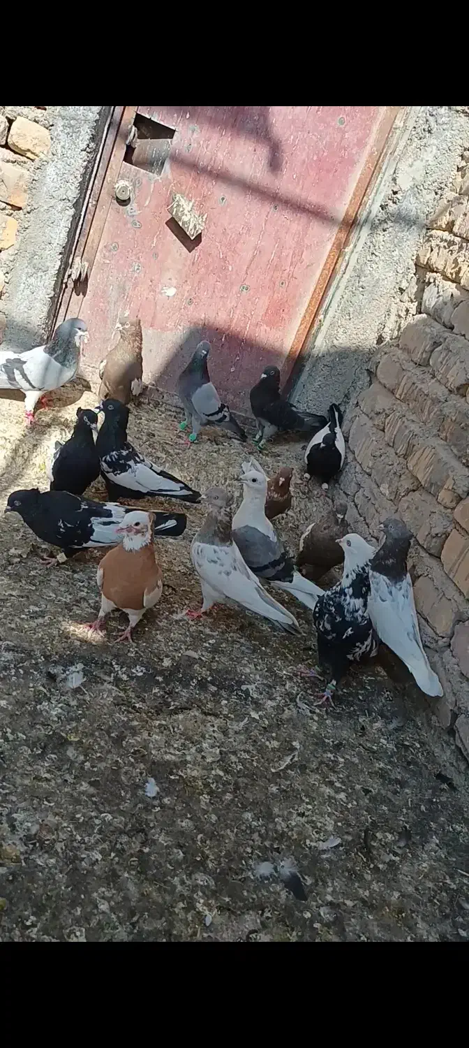 شهری بهبونی|پرنده|مرودشت, کناره|دیوار