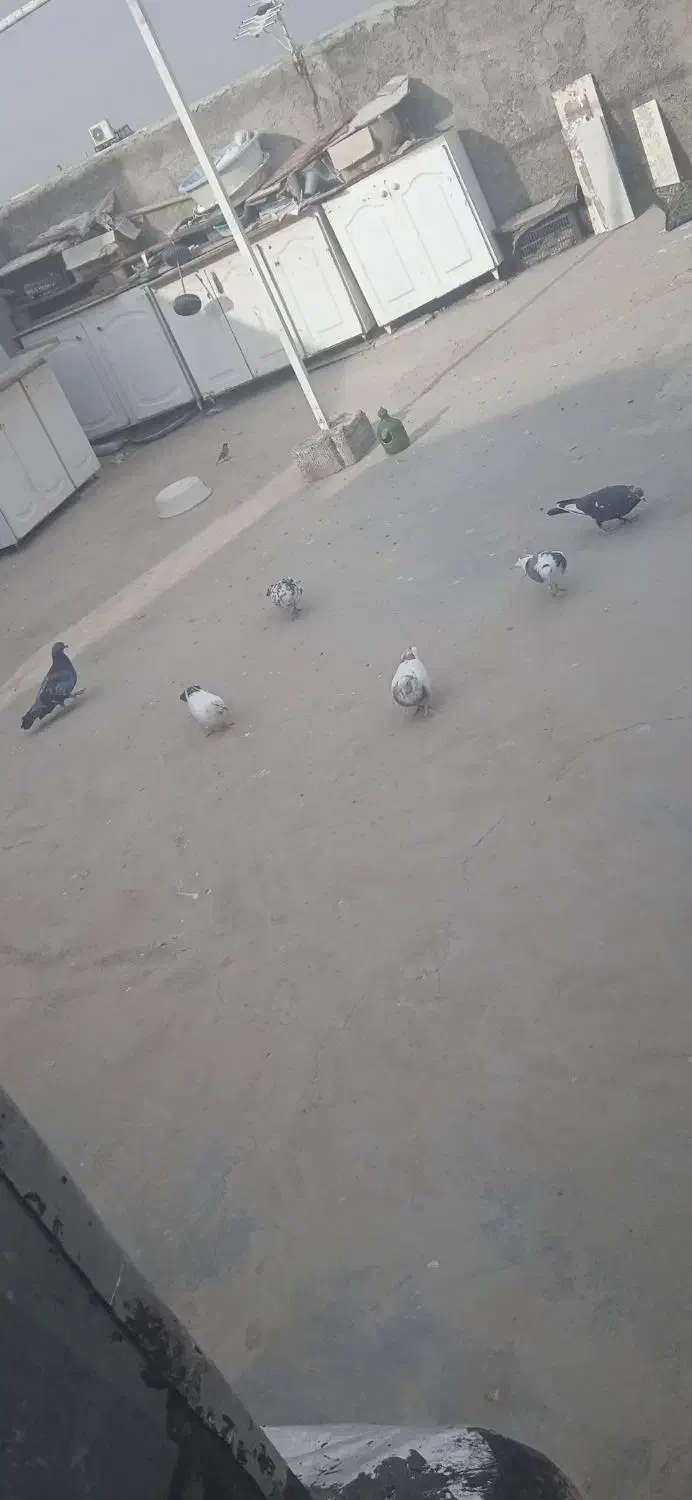 کبوتر|پرنده|قم, شهر قائم|دیوار