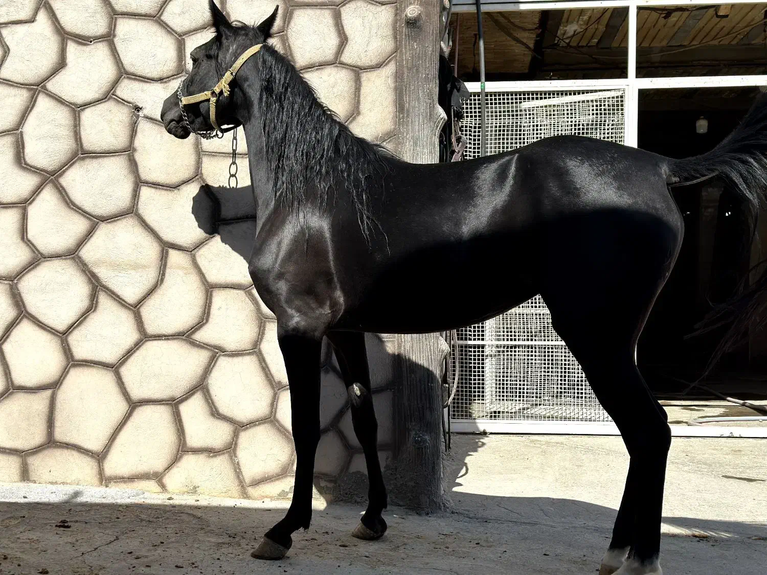 مادیان کرد. سیاه سه ساله شکم خالی.|اسب و تجهیزات اسبسواری|نجفآباد, طالقانی|دیوار