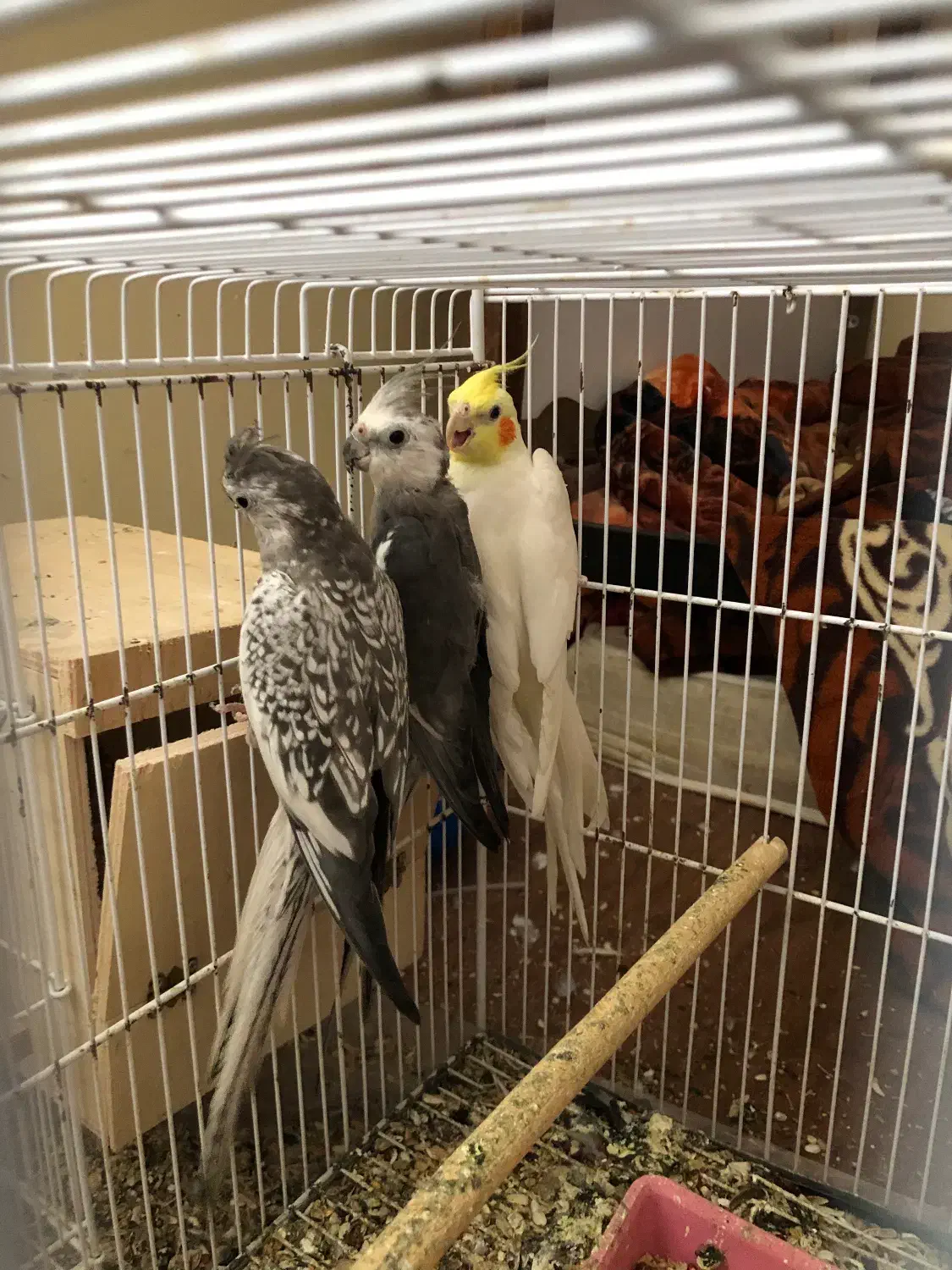 ۳تا عروس هلندی|پرنده|بندر گناوه, |دیوار