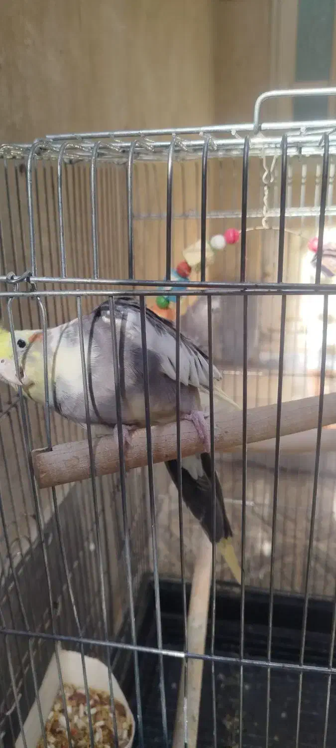 عروس هلندی|پرنده|قرچک, زیبا شهر|دیوار