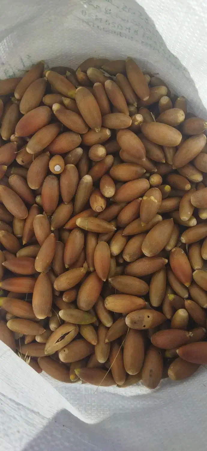 بلوط تازه زاگرس|خوردنی و آشامیدنی|ارژن, |دیوار