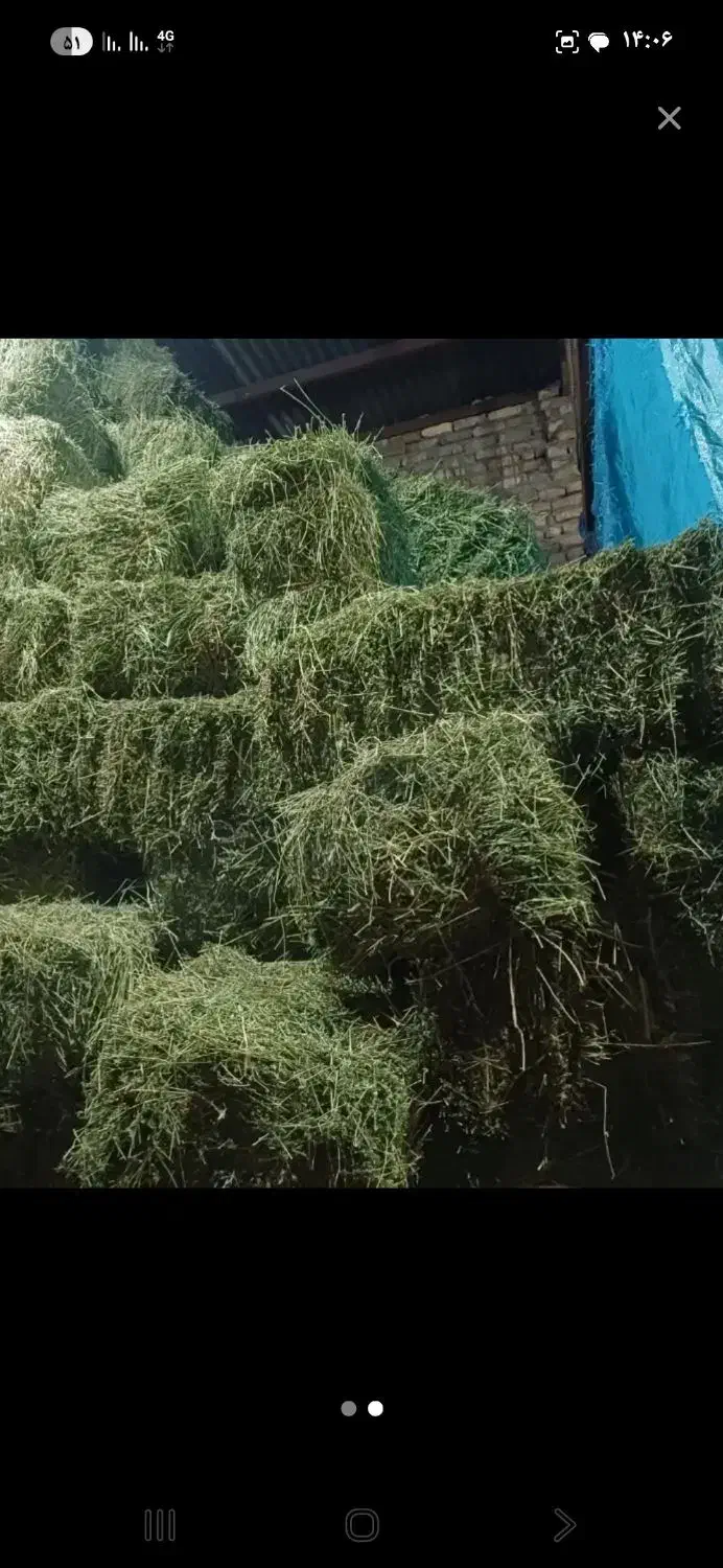 یونجه پر گل|لوازم جانبی حیوانات|سیلاخور, |دیوار