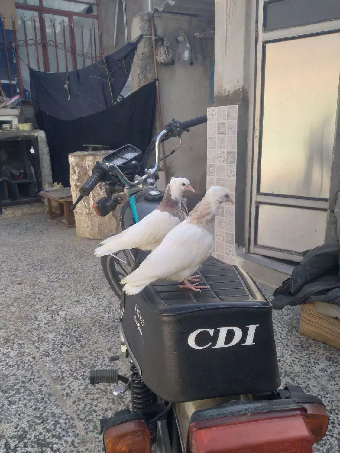 کبوتر جوجه طوقی|پرنده|گنبد کاووس, |دیوار