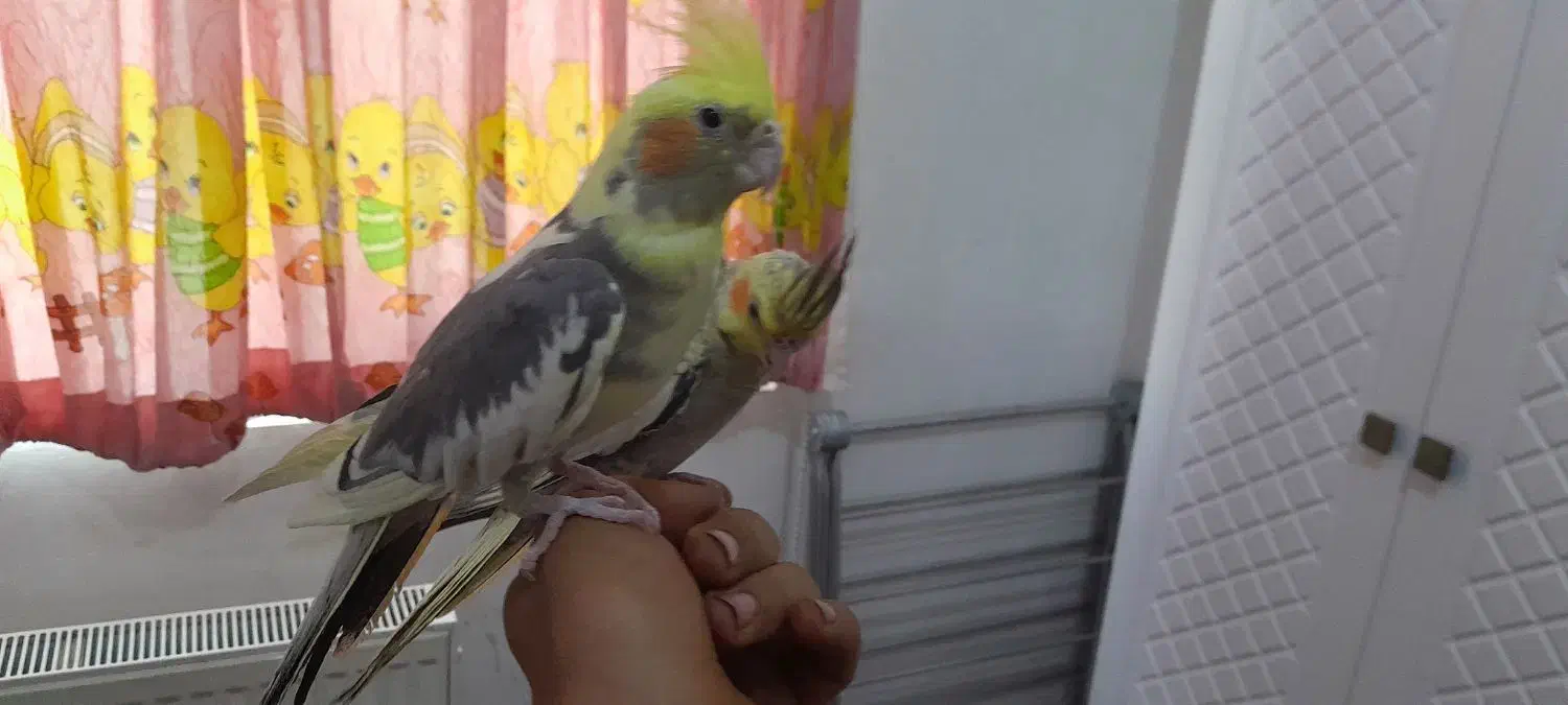 عروس هلندی نروماده|پرنده|زنجان, |دیوار