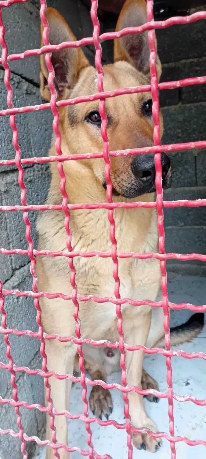 سگ گرگی|سگ|باغستان, |دیوار