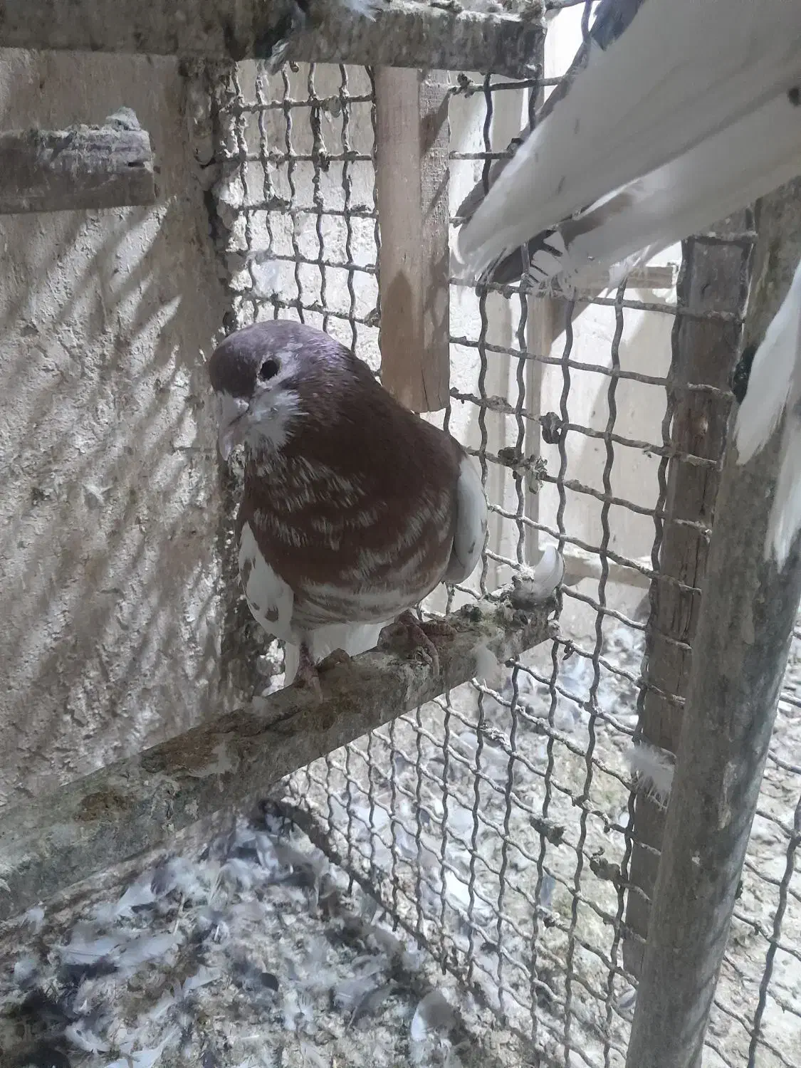 شهری بی عیب خوبو|پرنده|شیراز, تندگویان|دیوار