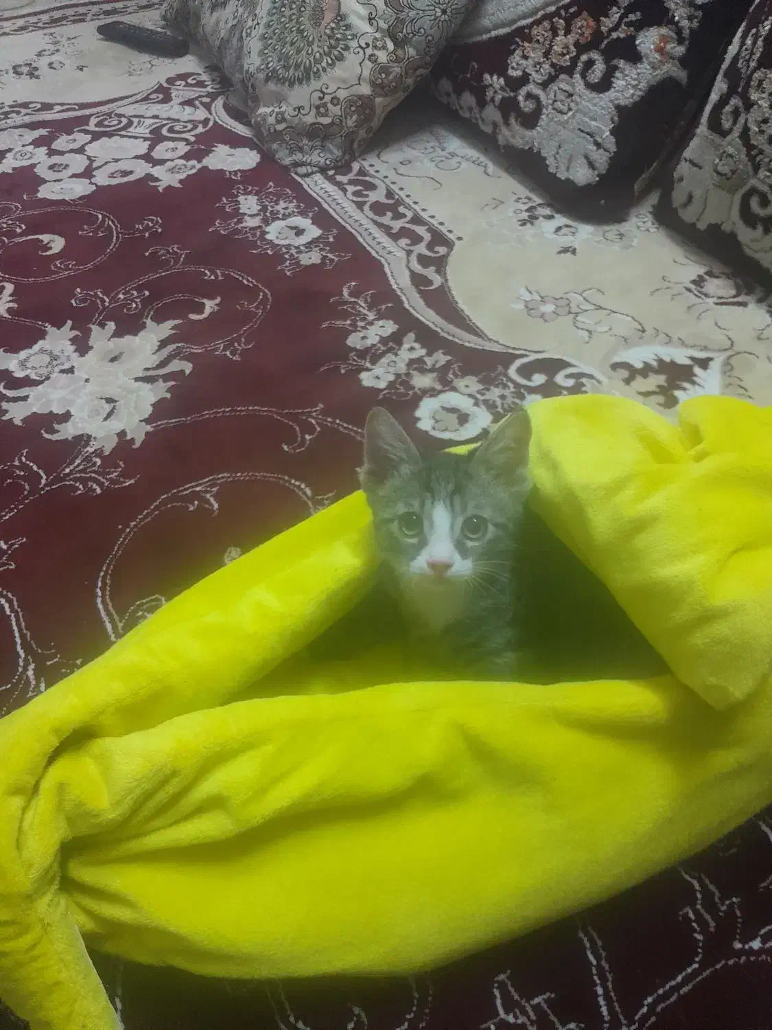 بچه گربه دو ماهه|گربه|سبزوار, سجاد|دیوار