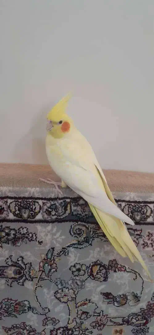 یک جفت عروس هلندی|پرنده|شهریار, رضی آباد بالا|دیوار