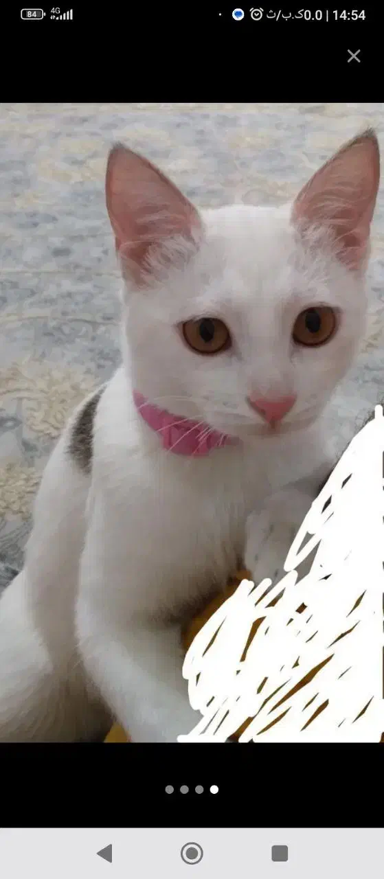 گربه ملوس دستی خانگی شناسنامه دارواکسن زده سرحال|گربه|قم, لسانی|دیوار