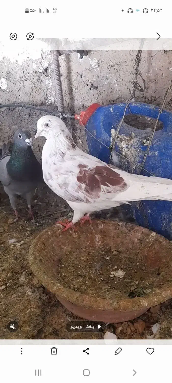 کبوتر|پرنده|چرداول, |دیوار