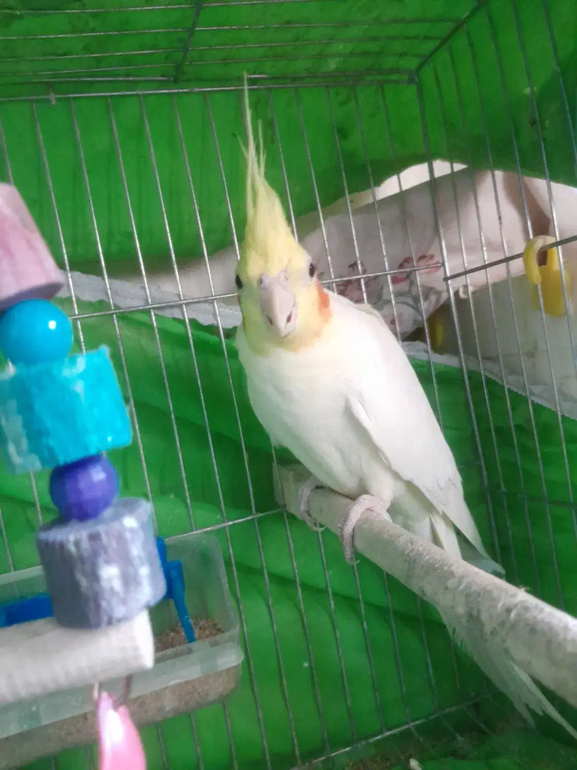 عروس هلندی لوتینو سخنگو|پرنده|سبزوار, قاضی زاد|دیوار