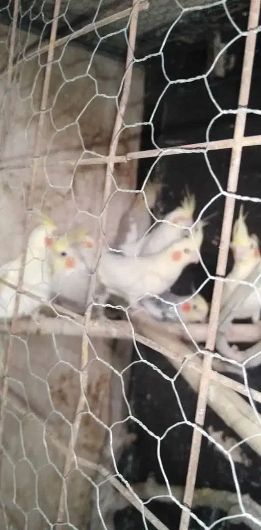 7عدد عروس هلندی برا فروش|پرنده|کرمان, |دیوار