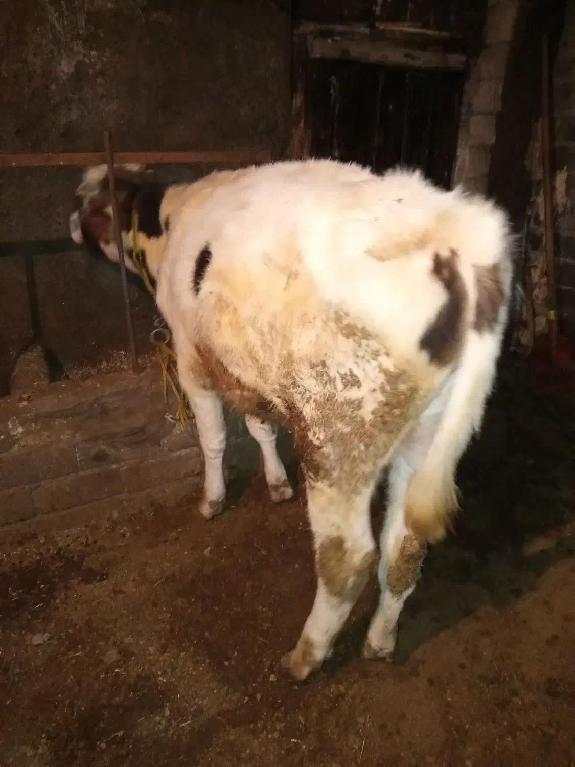 گوساله‌ی نر ۱ساله|حیوانات مزرعه|هشترود, |دیوار