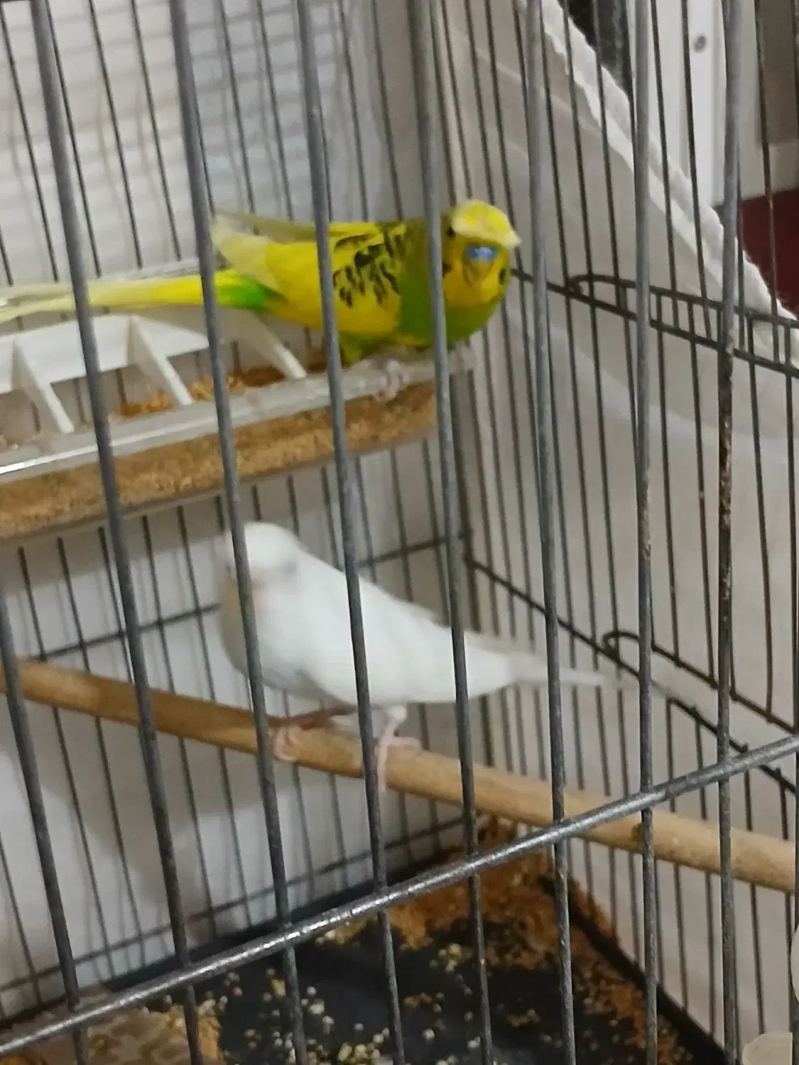 پرنده|پرنده|شهرضا, |دیوار