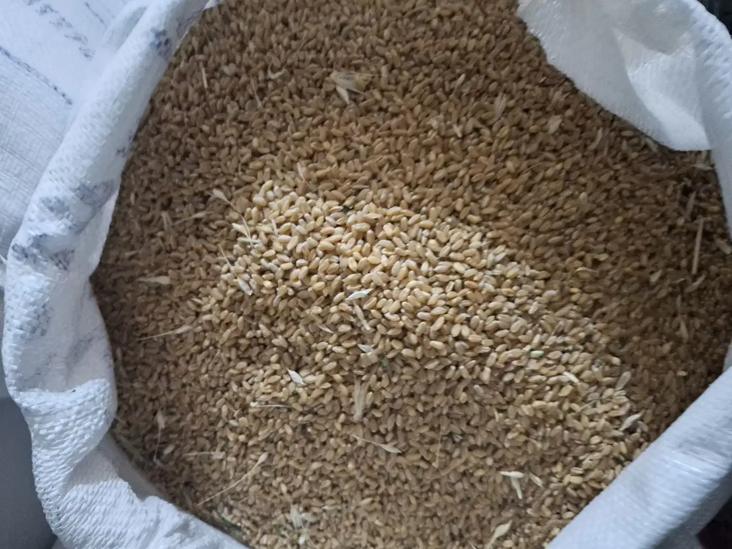 فروش بذر گندم حیدری.|خدمات باغبانی و درختکاری|سراب, |دیوار