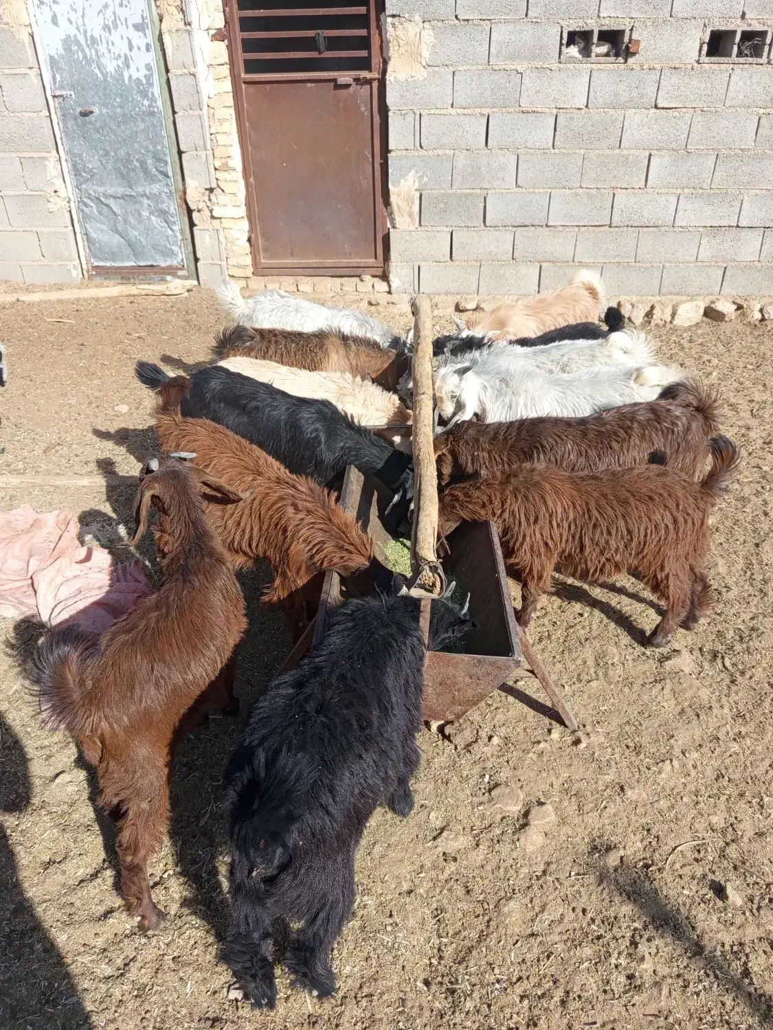 کهره|حیوانات مزرعه|شیراز, حومه شیراز|دیوار