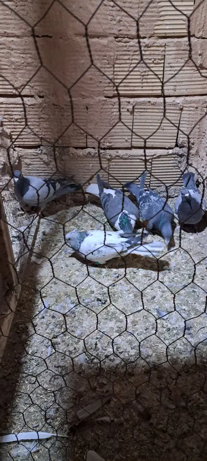 پنج عدد کبوتر تایباد|پرنده|تایباد, |دیوار