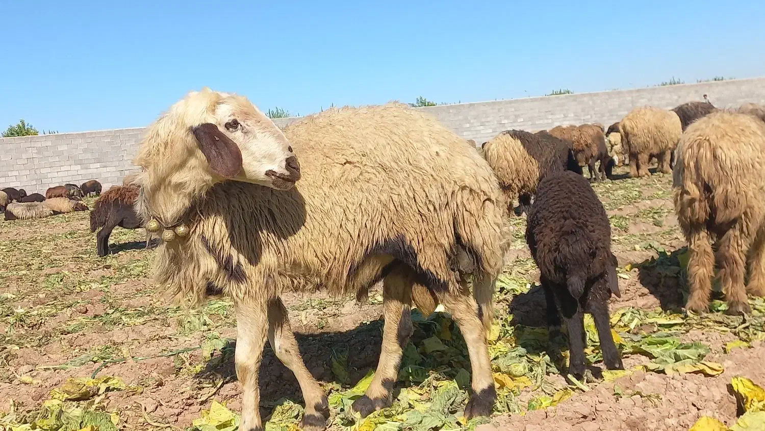 ۸۰۰۰۰|حیوانات مزرعه|گتوند, |دیوار