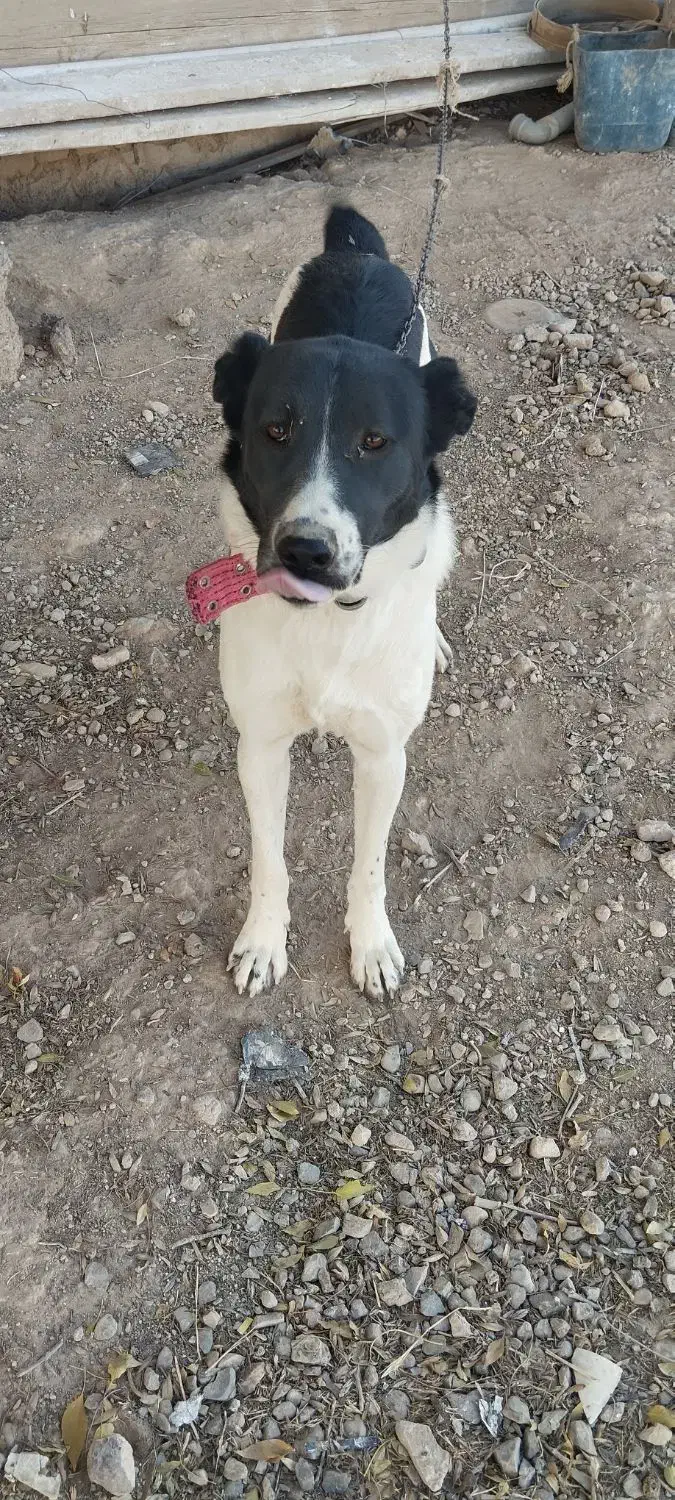 توله ماده ۱۰ماهه افغان دم کل|سگ|نوبران, |دیوار