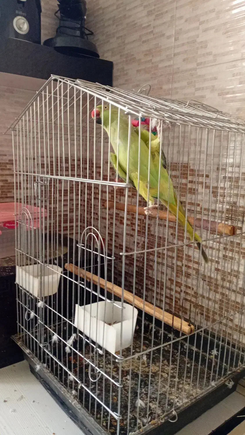 فروش یک عدد طوطی|پرنده|تربت جام, والفجر|دیوار