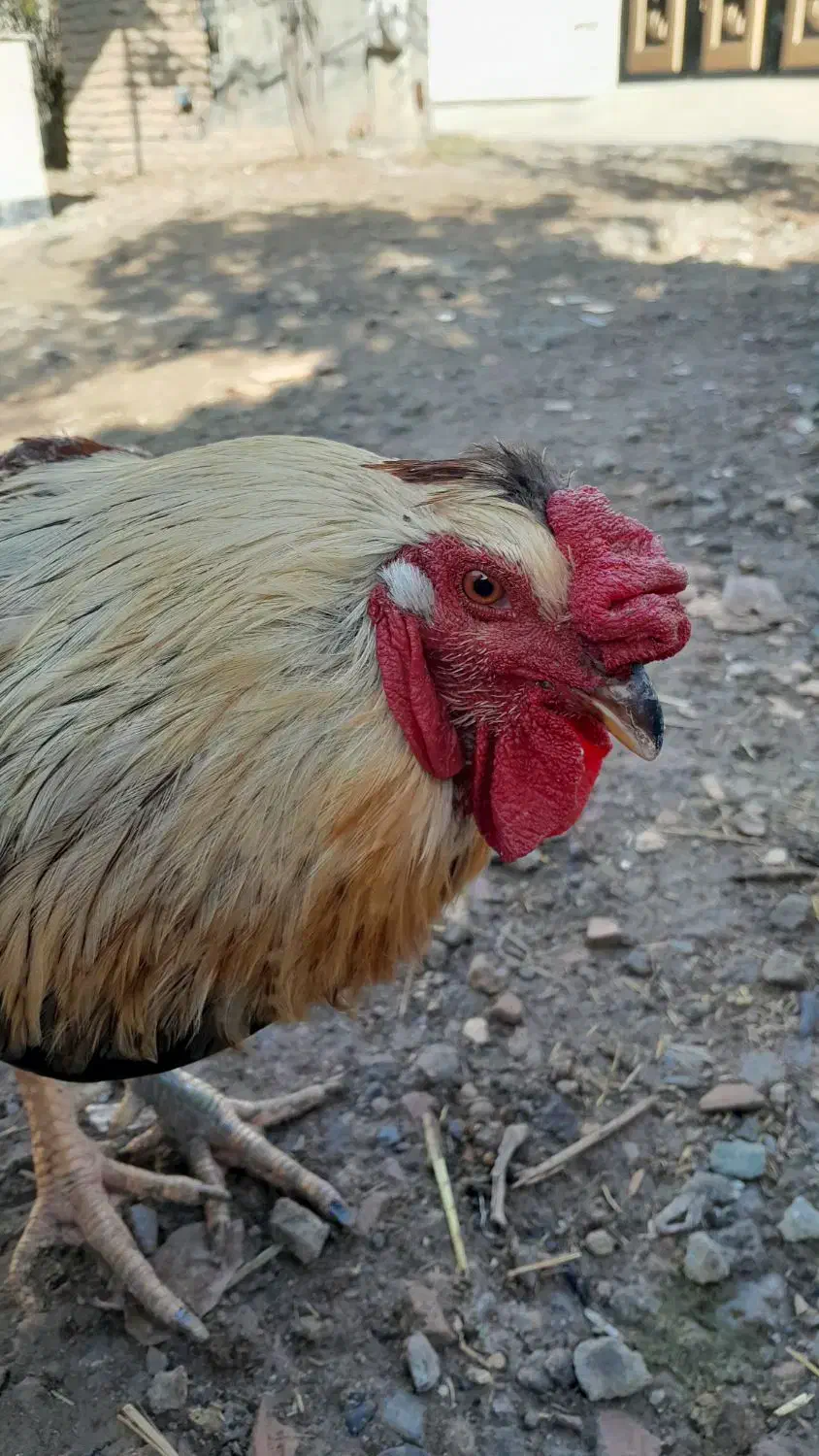 مرغ وخروس سنگین|حیوانات مزرعه|گمیشان, |دیوار