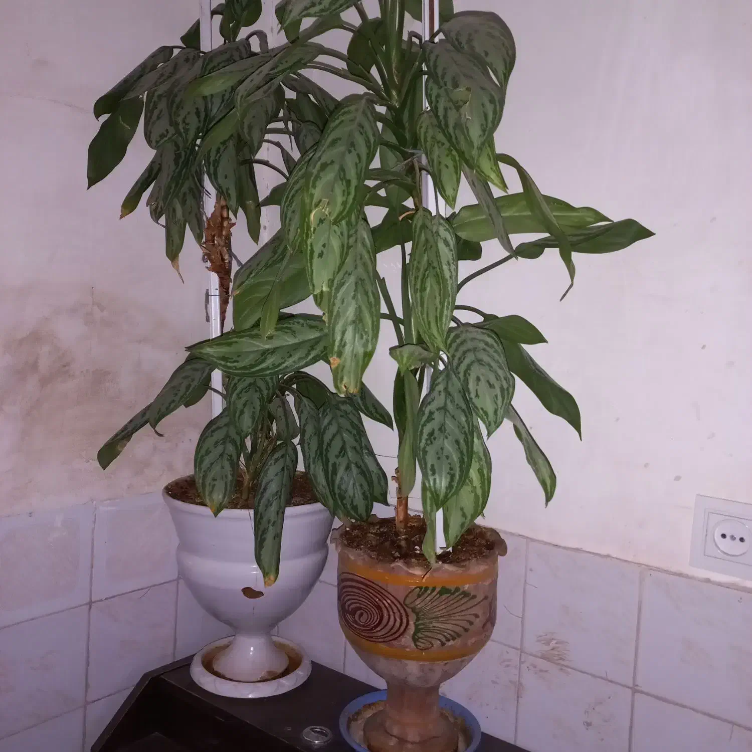 دو عدد گل آگلنما بسیار زیبا|گل و گیاه طبیعی|کاشمر, |دیوار