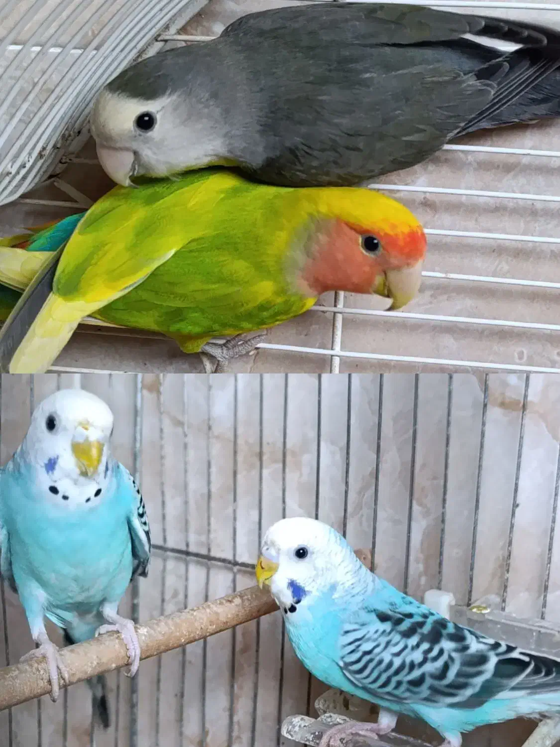 طوطی برزیلی و مرغ عشق|پرنده|رشت, هلال احمر|دیوار