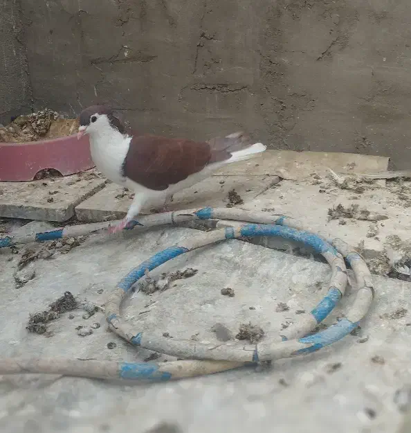 کبوتر رنگی و پلاکی|پرنده|دزفول, |دیوار