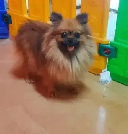 واگذاری یگ پامر|سگ|سراوان, |دیوار