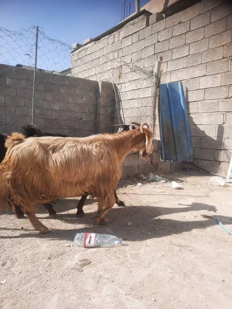 بز آبستن|حیوانات مزرعه|خورموج, |دیوار