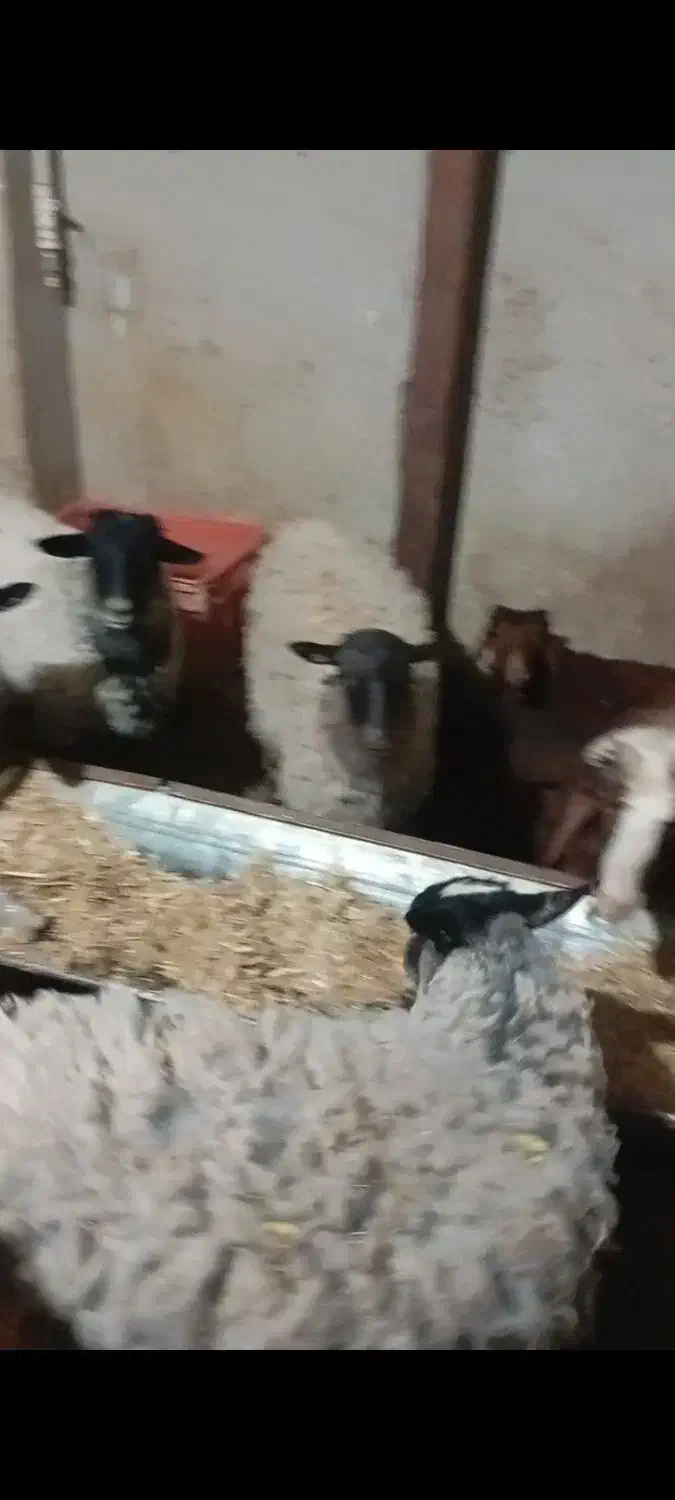 12عددبره از30کیلو تا40کیلو|حیوانات مزرعه|نجفآباد, طالقانی|دیوار