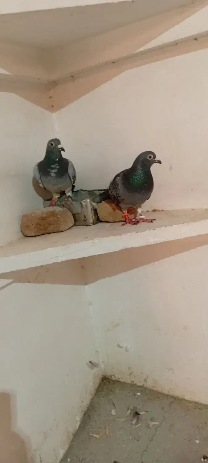 کبوتر پلاکی اصل|پرنده|اهر, |دیوار