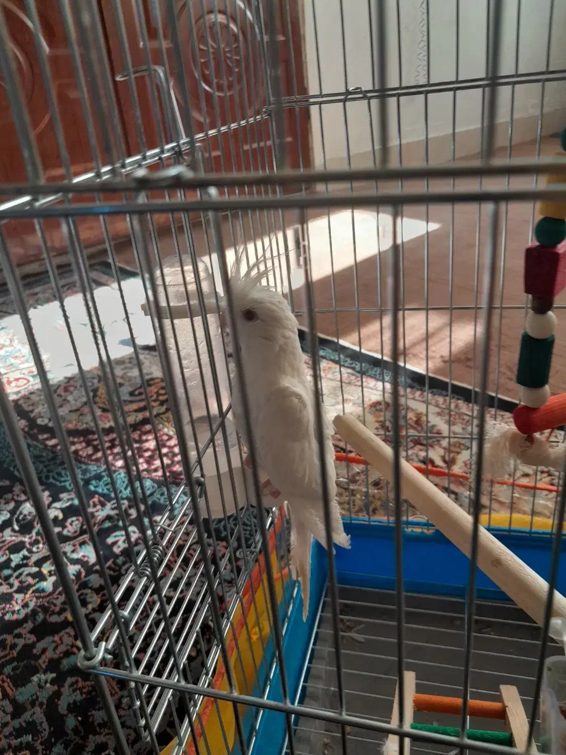 عروس هلندی|پرنده|آشخانه, |دیوار