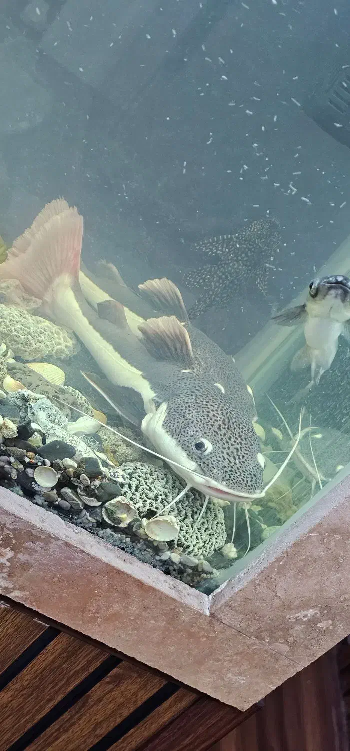 ماهی رتیل ۲۵ سانتی|ماهی|قم, فرهنگیان و شهربانی|دیوار