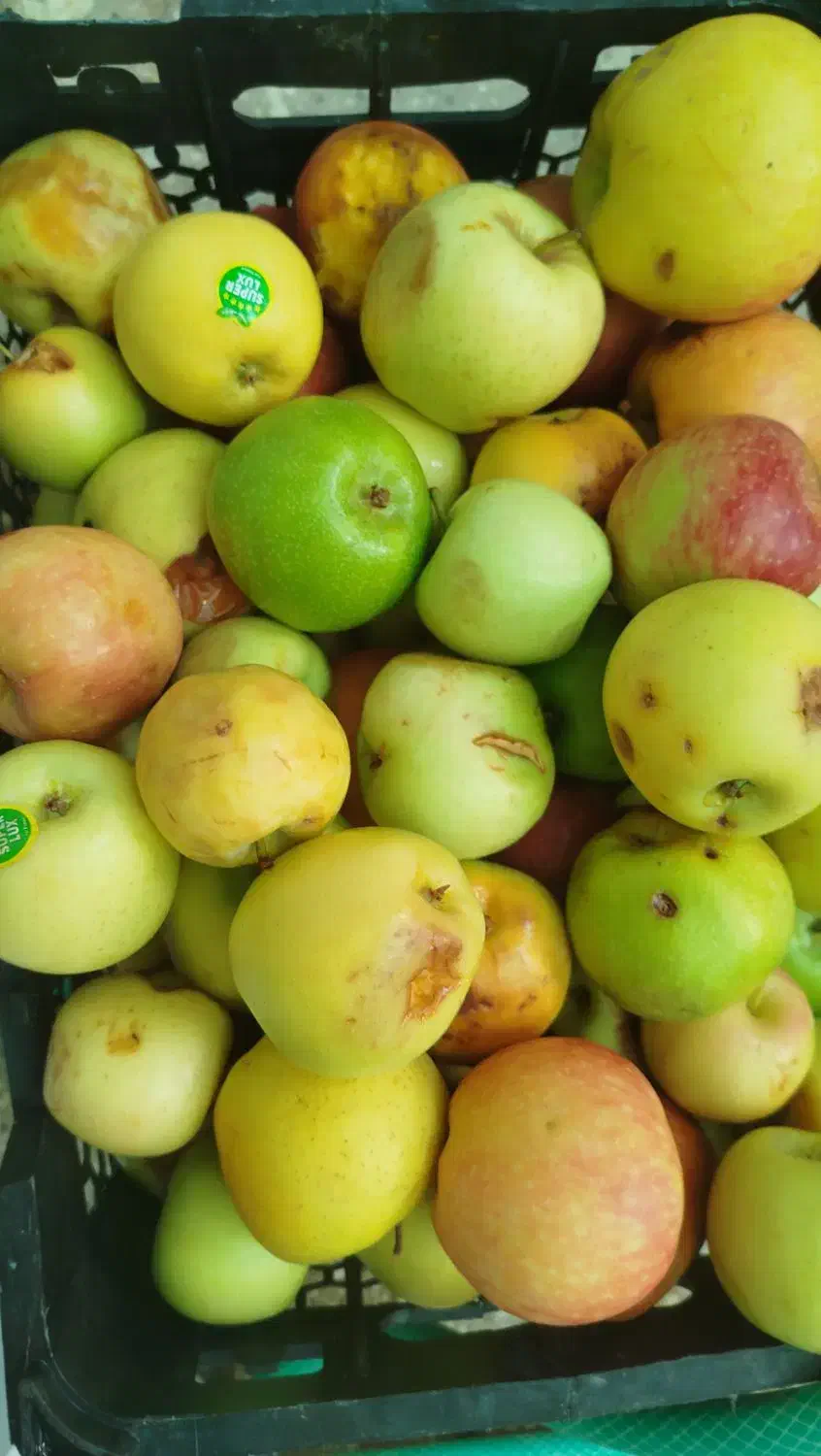 شیره سیب یا شربت سیب|خوردنی و آشامیدنی|شیراز, صاحب الزمان|دیوار