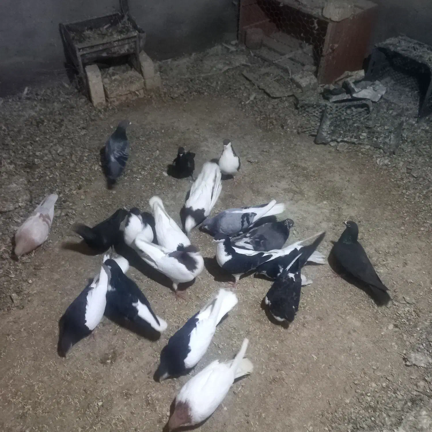 کفتر رنگی|پرنده|اسفرورین, |دیوار