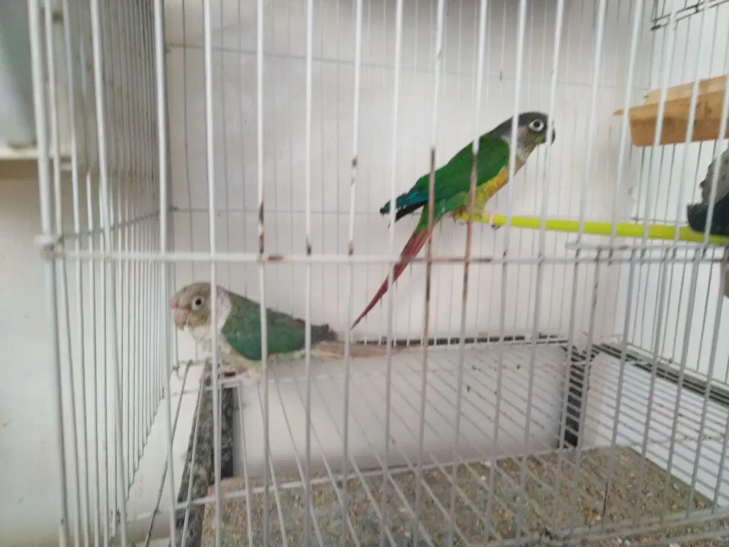 گرینچیک معاوضه ردچیک. خورشیدی شاهطوطی ملنگو|پرنده|مشهد, شهید قربانی|دیوار