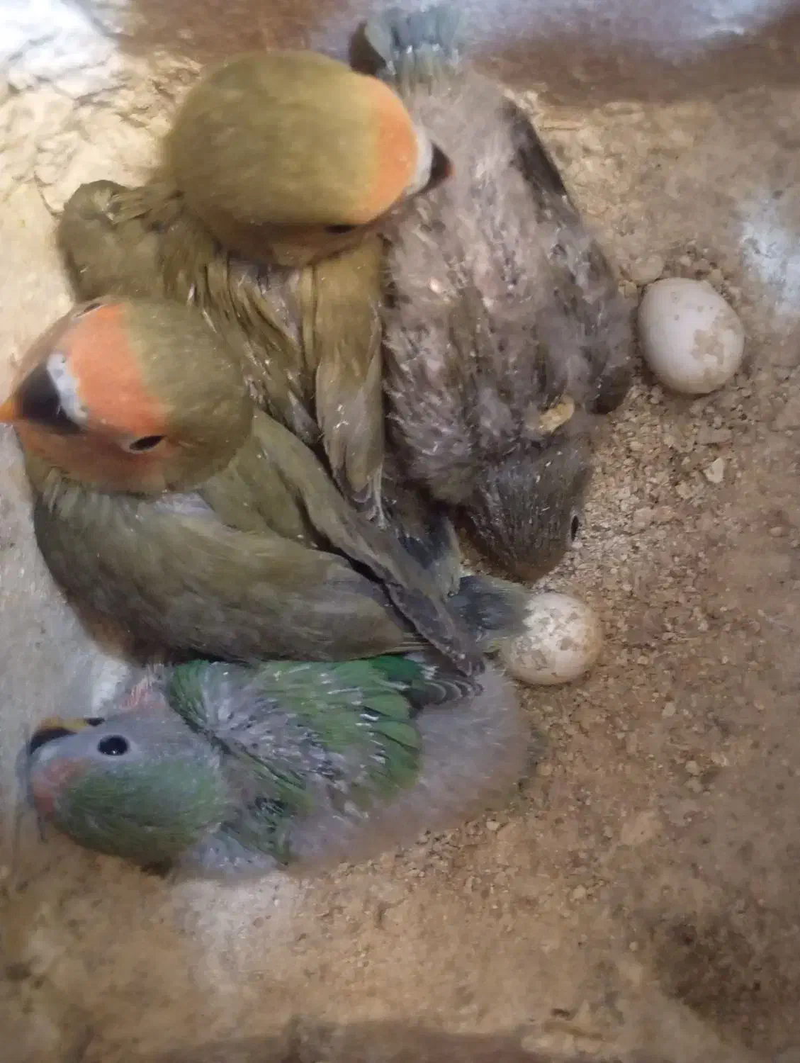 طوطی کوتوله سرلاکی|پرنده|حمیدیا, |دیوار