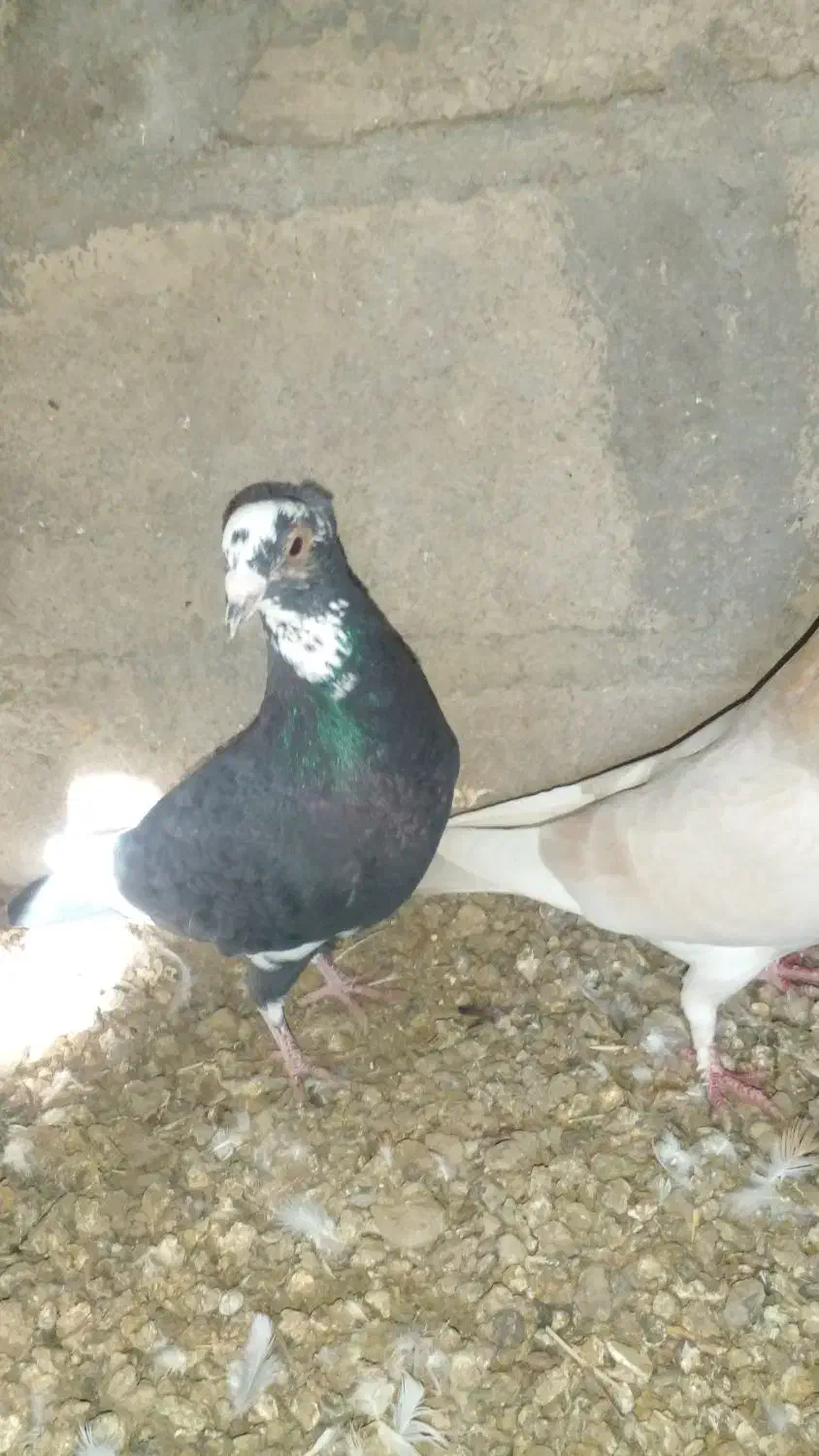 کبوتر|پرنده|یزدان شهر, |دیوار